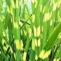 Zebra Grass Seeds Miscanthus Sinensis Zebrinus 100 Seeds