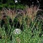 Zebra Grass Seeds Miscanthus Sinensis Zebrinus 100 Seeds
