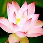 Emilia Pink Lotus Flower Nelumbo Nucifera 2 Seeds
