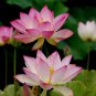 Emilia Pink Lotus Flower Nelumbo Nucifera 2 Seeds