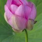 Emilia Pink Lotus Flower Nelumbo Nucifera 2 Seeds