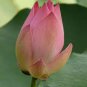 Emilia Pink Lotus Flower Nelumbo Nucifera 2 Seeds