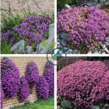 Creeping Thyme Bonsai Seeds Purple Flowers 200 Seeds