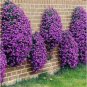 Creeping Thyme Bonsai Seeds Purple Flowers 200 Seeds
