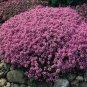 Creeping Thyme Bonsai Seeds Purple Flowers 200 Seeds