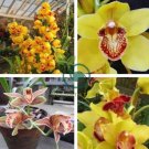 Orchid Cymbidium Yellow Flowers Red Purple Tongue  200 Seeds