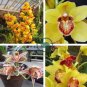 Orchid Cymbidium Yellow Flowers Red Purple Tongue  200 Seeds