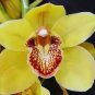 Orchid Cymbidium Yellow Flowers Red Purple Tongue  200 Seeds