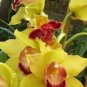 Orchid Cymbidium Yellow Flowers Red Purple Tongue  200 Seeds