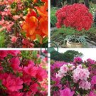 Japanese Azalea Rhododendron Azalea  - Red Flowers 40 Seeds