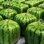 Big Red Sweet Square Watermelon Heirloom 100 Seeds