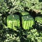 Big Red Sweet Square Watermelon Heirloom 100 Seeds