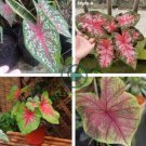 Caladium Bicolor  Green Pink Bicolor Leaves 200 Seed