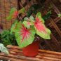 Caladium Bicolor Green Pink Bicolor Leaves 200 Seed