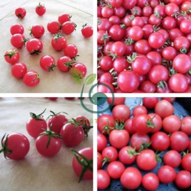 Sweet Treats Hybrid Pink Cherry Tomato 200 Seeds