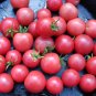 Sweet Treats Hybrid Pink Cherry Tomato 200 Seeds
