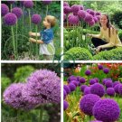 Giant Allium Giganteum Colorful Flowers 200 Seeds