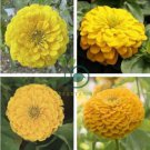 Beautiful Yellow Zinnia 100 Seeds