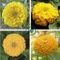 Beautiful Yellow Zinnia 100 Seeds
