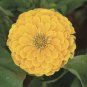 Beautiful Yellow Zinnia 100 Seeds