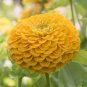 Beautiful Yellow Zinnia 100 Seeds