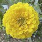 Beautiful Yellow Zinnia 100 Seeds