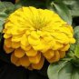 Beautiful Yellow Zinnia 100 Seeds