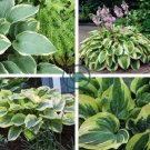 Japanese Hosta Milky White Ornamental Leave 400 Seeds