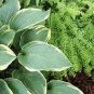 Japanese Hosta Milky White Ornamental Leave 400 Seeds
