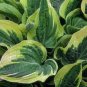 Japanese Hosta Milky White Ornamental Leave 400 Seeds