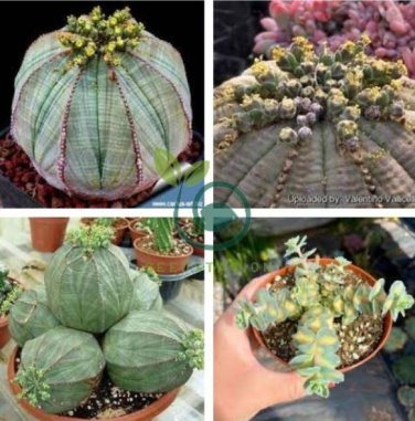 Spurge Fan-Shaped Succulent 300 Seeds