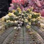 Spurge Fan-Shaped Succulent 300 Seeds