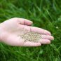 Blue Grass Seeds Perennial 1000 Seeds