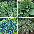 Hosta Seed Perennials - Milky White with Green Edge Leaves 400 seeds