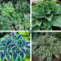Hosta Seed Perennials - Milky White with Green Edge Leaves 400 seeds