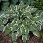 Hosta Seed Perennials - Milky White with Green Edge Leaves 400 seeds