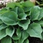 Hosta Seed Perennials - Milky White with Green Edge Leaves 400 seeds
