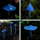 Entoloma Hochstetteri Perennial Tropical Fungus 40 Seeds