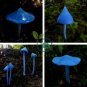 Entoloma Hochstetteri Perennial Tropical Fungus 40 Seeds