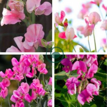 Beautiful Sweet Pea Flower 30 Seeds