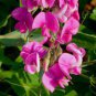 Beautiful Sweet Pea Flower 30 Seeds