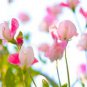 Beautiful Sweet Pea Flower 30 Seeds