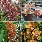Cymbidium Floribundum Orchid Seeds - Redish Brown Flowers  200 Seeds