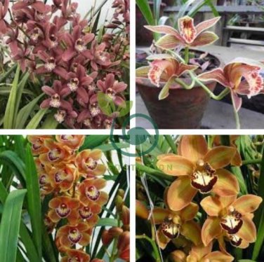 Cymbidium Floribundum Orchid Seeds - Redish Brown Flowers  200 Seeds