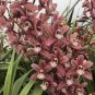 Cymbidium Floribundum Orchid Seeds - Redish Brown Flowers  200 Seeds