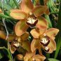 Cymbidium Floribundum Orchid Seeds - Redish Brown Flowers  200 Seeds
