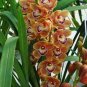 Cymbidium Floribundum Orchid Seeds - Redish Brown Flowers  200 Seeds