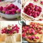 Red Rose Bud Bonsai Flowers 100 Seeds