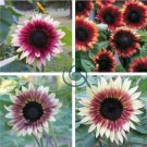 'Cherry Rose Hybrid' Dark Red Ornamental Sunflower 40 Seeds