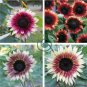'Cherry Rose Hybrid' Dark Red Ornamental Sunflower 40 Seeds